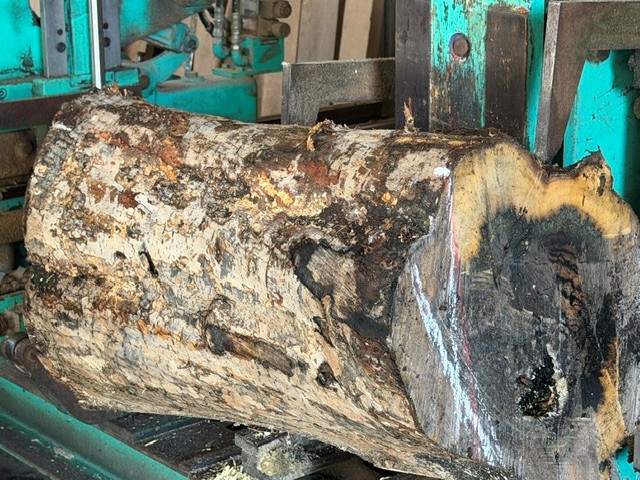 黒柿の製材